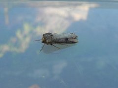 Flame (Axylia putris)