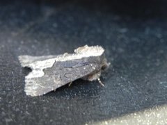 Bird's Wing (Dypterygia scabriuscula)