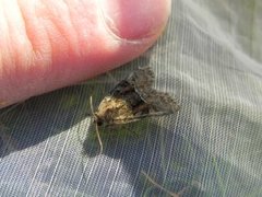 Rødlig strandengfly (Litoligia literosa)