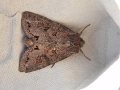 Pale Shining Brown (Polia bombycina)