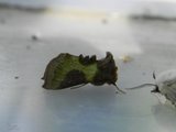 Mindre båndmetallfly (Diachrysia stenochrysis)