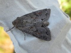 Pale Shining Brown (Polia bombycina)