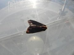 Bird's Wing (Dypterygia scabriuscula)