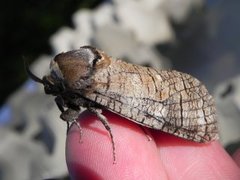 Goat Moth (Cossus cossus)