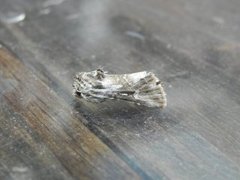 Toadflax Brocade (Calophasia lunula)