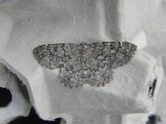 The Annulet (Charissa obscurata)
