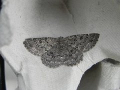 The Annulet (Charissa obscurata)