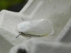 Seljebørstespinner (Leucoma salicis)