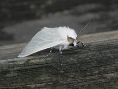 Seljebørstespinner (Leucoma salicis)