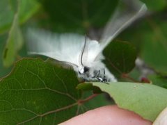 Seljebørstespinner (Leucoma salicis)