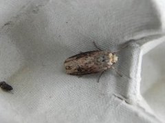 Flame (Axylia putris)