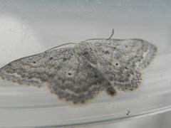 Cream Wave (Scopula incanata)