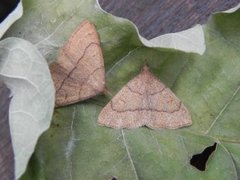 Gulbrunt viftefly (Paracolax tristalis)