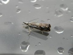 Chequered Grass-veneer (Catoptria falsella)