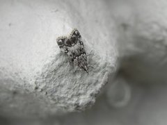 Little Grey (Eudonia lacustrata)
