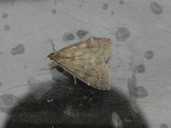 Dusky Pearl (Udea prunalis)