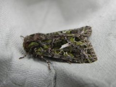 Orache Moth (Trachea atriplicis)