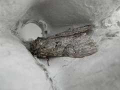 Grey Arches (Polia nebulosa)