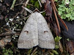 Engvikkefly (Lygephila pastinum)