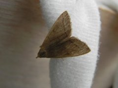 The Fan-foot (Herminia tarsipennalis)