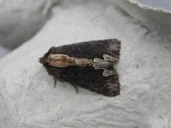 Bird's Wing (Dypterygia scabriuscula)
