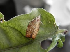 Chequered Fruit-tree Tortrix (Pandemis corylana)
