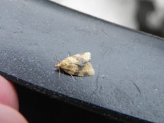 Brown-barred Tortrix (Epagoge grotiana)