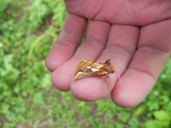 Kortstreket metallfly (Plusia putnami)