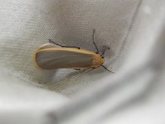 Buff Footman (Eilema depressa)