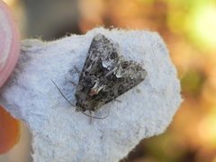 Marbled Minor (Oligia strigilis)