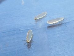 Common Footman (Eilema lurideola)
