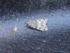 Little Grey (Eudonia lacustrata)