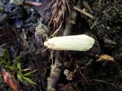 Buff Footman (Eilema depressa)