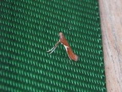 Caloptilia stigmatella