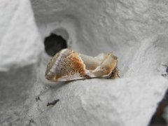 Buff Arches (Habrosyne pyritoides)