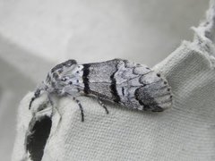 Poplar Kitten (Furcula bifida)