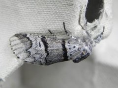 Poplar Kitten (Furcula bifida)