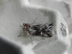 Toadflax Brocade (Calophasia lunula)