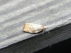 Chequered Fruit-tree Tortrix (Pandemis corylana)