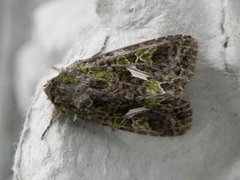 Orache Moth (Trachea atriplicis)