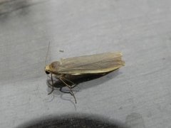 Common Footman (Eilema lurideola)