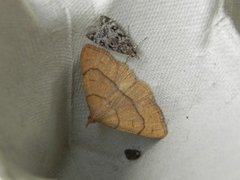 Little Grey (Eudonia lacustrata)