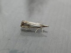 Chequered Grass-veneer (Catoptria falsella)