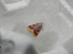 Purpurhalmmott (Hypsopygia costalis)