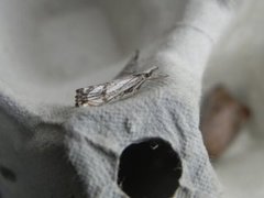 Klippenebbmott (Catoptria falsella)