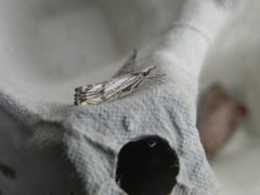 Chequered Grass-veneer (Catoptria falsella)