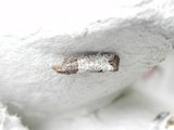 Krattrosevikler (Notocelia roborana)