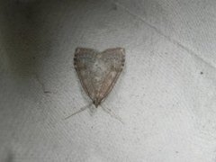 Dusky Pearl (Udea prunalis)