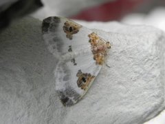 Blue-bordered Carpet (Plemyria rubiginata)