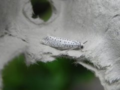 Heggspinnmøll (Yponomeuta evonymella)